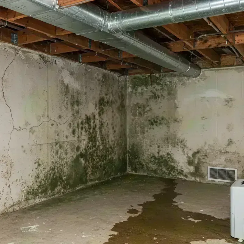 Professional Mold Removal in Salisbury, MO